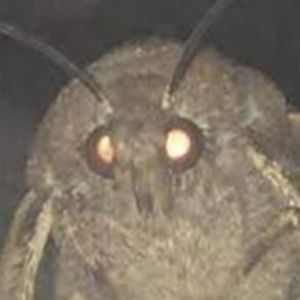 Meet your Posher, Owen